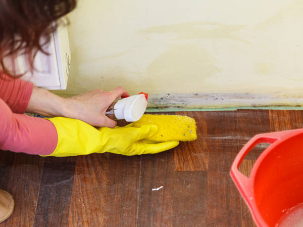  Stafford Courthouse, VA Mold Removal Pros